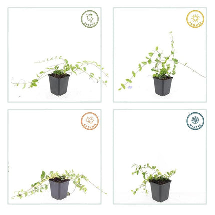 Kleinblättriges Immergrün Vinca minor 'Blue and Gold' – ↨10-25 cm, Ø9 cm – Immergrüner Bodendecker mit goldgelben Blättern & blau-lila Blüten – 60 Pflanzen