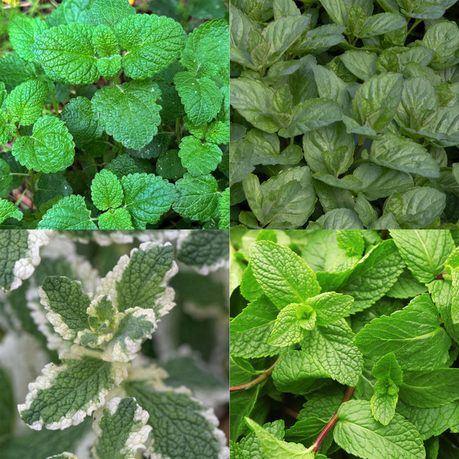 Staudenset „Teekräuter“ – 8 aromatische Kräuterstauden für ca. 1 m² – Für frischen Kräutertee aus dem eigenen Garten – Pflegeleichtes Kräuterpaket – Ø11 cm