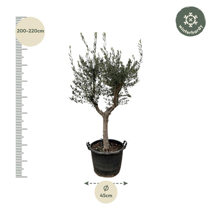 Olivenbaum – Olea europaea ‘Cultivo’ – ca. 220cm hoch – Ø40cm – mediterraner Großbaum – für Garten, Terrasse & Wintergarten
