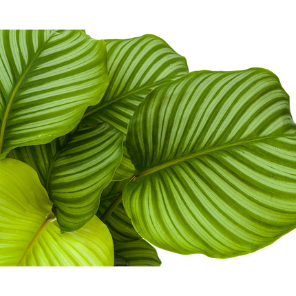 Korbmarante Calathea Orbifolia – Zimmerpflanze – Ø27cm – ↕70-90cm – große dekorative Blätter – pflegeleicht & tropisches Flair