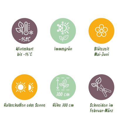 Stechpalme – Ilex meserveae Blue Maid – Heckenpflanze – Blatt grün – 8 Pflanzen – 1 laufender Meter – immergrün – 9cm Höhe 25-30cm