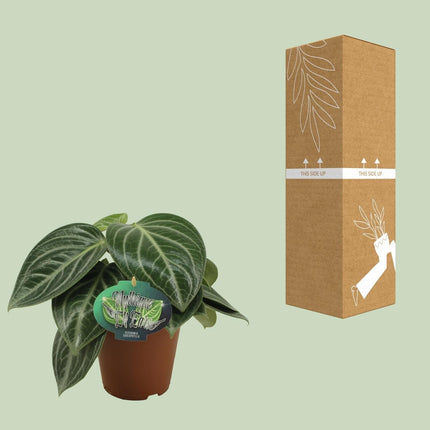 Zwergpfeffer Peperomia Sarcophylla – Zimmerpflanze – Einzigartige Blattmuster – Ø15cm – Höhe 25cm – Pflegeleicht