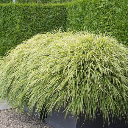 Japan-Zwergschilf Hakonechloa macra – ↕10-25cm – Ø9cm – 6 Pflanzen – Elegantes, winterhartes Ziergras für schattige Gärten – Bodendecker & Gartendekoration