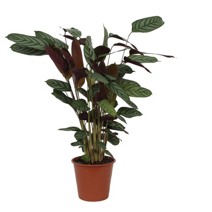Korbmarante Calathea Compactstar – Zimmerpflanze 90cm hoch – Ø21cm – Tropische Blattschmuckpflanze mit dekorativem Muster – Pflegeleicht & luftreinigend