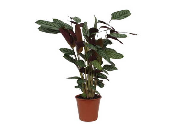 Korbmarante Calathea Compactstar – Zimmerpflanze 90cm hoch – Ø21cm – Tropische Blattschmuckpflanze mit dekorativem Muster – Pflegeleicht & luftreinigend