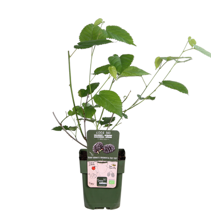 Schwarze Maulbeere – Morus nigra 'Mulle' – Ø13cm – ↕45cm – Bio-Anbau – Vitaminreiche Obstpflanze für Garten & Topf