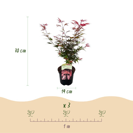 Japanischer Ahorn – Acer palmatum 'Shaina' – ca. 70 cm hoch – Ø19 cm – kompakte Sorte mit tiefrotem Laub – Balkon- & Gartenpflanze