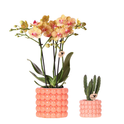 Pflanzenset Poppy Orange – Orange Phalaenopsis Orchidee Jamaica & Stapelia Sukkulente – Inklusive dekorative Keramiktöpfe – 2-Set Zimmerpflanzen – Farbe & Stil für Zuhause