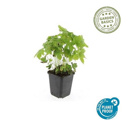 Knotiger Storchschnabel Geranium nodosum – ↕10-25cm – Ø9cm – 40 Pflanzen – Winterharte Staude & Bodendecker – Tiefpurpurne Blüten