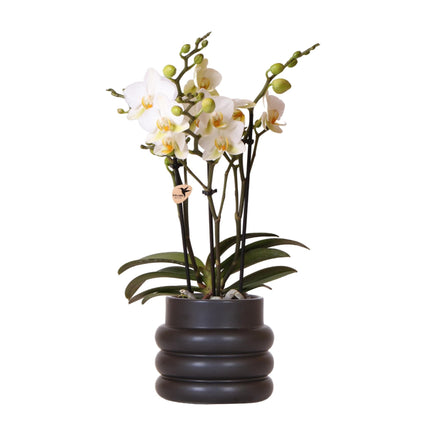 Weiße Phalaenopsis-Orchidee 'Lausanne' – Zimmerpflanze mit 2–3 Blütenstielen – Ø9cm – inkl. schwarzer Bubble-Keramiktopf – Edle Orchidee für Wohnzimmer, Büro & Geschenke
