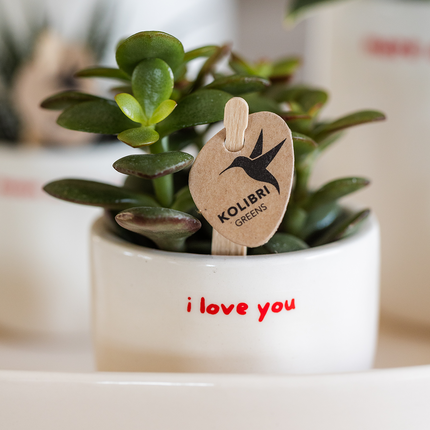 Geschenkset Love You – Rote Phalaenopsis Orchidee Congo mit Sukkulente – Love Übertöpfe auf Cloud Plate – Pflanzen Geschenkset Valentinstag Geburtstag