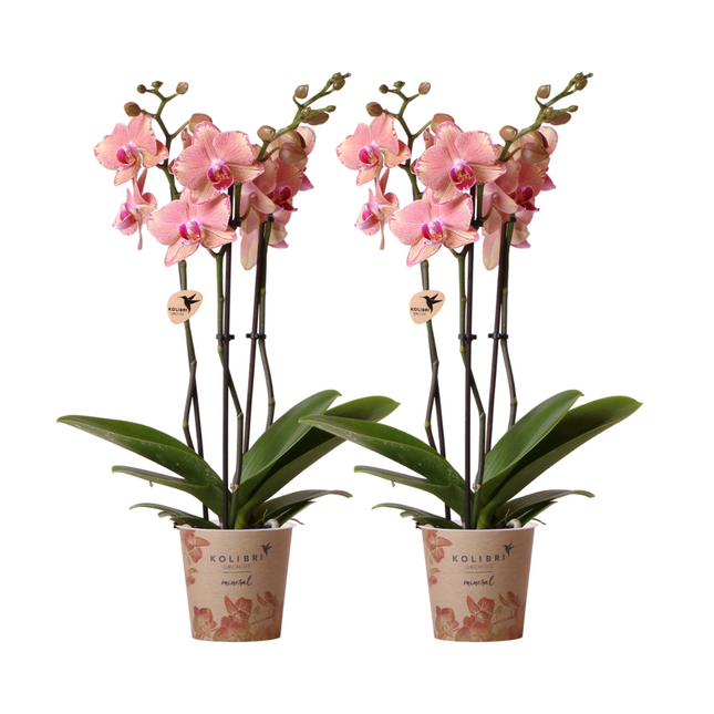 Phalaenopsis Orchidee Pirate Picotee – 2 Pflanzen - Blühende Zimmerpflanze Ø12cm – Orange-Rosa Farbverlauf – Frisch vom Züchter – Eleganter Blickfang fürs Zuhause