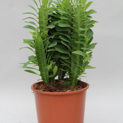 Euphorbia Trigona – Wolfsmilch – Zimmerpflanze – Ø12cm – ↕40cm – Sukkulente – Pflegeleicht & robust – Für hellen Halbschatten