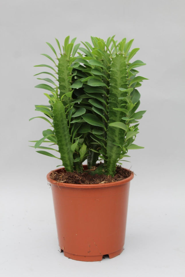 Euphorbia Trigona – Wolfsmilch – Zimmerpflanze – Ø12cm – ↕40cm – Sukkulente – Pflegeleicht & robust – Für hellen Halbschatten