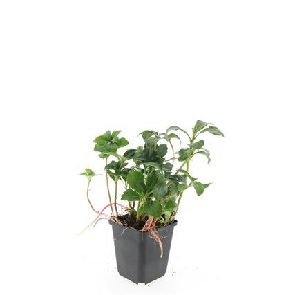 Pachysandra terminalis 'Green Sheen' – 24 Pflanzen – ↕10-25 cm – Ø9 cm – Immergrüner Bodendecker – Winterhart – Schattengarten