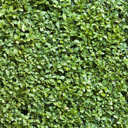 Gewöhnlicher Buchsbaum Buxus sempervirens – Immergrüne Heckenpflanzen – 8 Pflanzen – 1 m – 9 cm Höhe 20–25 cm – Grün – Pflegeleicht