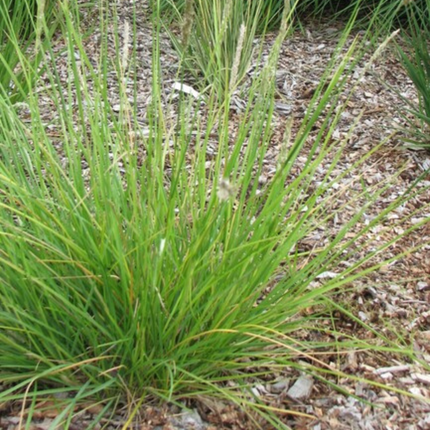 Sesleria autumnalis – 48 Pflanzen – Ø9cm – Höhe 10-25cm – Winterhartes Ziergras – Goldbraune Herbstfärbung