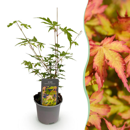 Ahorn Acer palmatum Sangokaku – 12cm – Höhe ca. 35cm – Hellgrünes Laub & goldene Herbstfärbung – Laubabwerfender pflegeleichter Zierstrauch