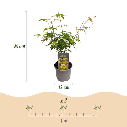 Ahorn Acer palmatum Katsura – 12cm – Höhe ca. 35cm – Frischgrüner Austrieb & goldene Herbstfärbung – Laubabwerfender pflegeleichter Zierstrauch