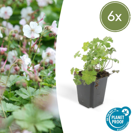 Cambridge Storchschnabel – Geranium cantabrigiense 'Biokovo' – ↕10-25cm – Ø9cm – 6 Pflanzen – Weiß – rosa Blüten – Bodendecker – Pflegeleicht