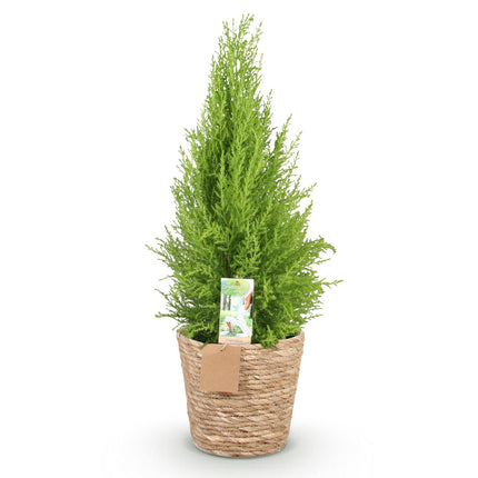 Cupressus Gold Crest Wilma – 85-95cm – 21cm mit Korb – Pflegeleichte Zimmerkonifere – Gelbgrüne Duftzypresse für Wohnzimmer, Büro & Eingangsbereiche