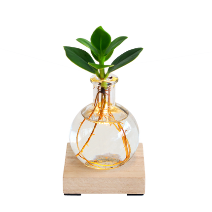 Clusia Rosea in Vase mit LED-Lampe – Leuchtende Pflanze – Dekoratives Pflanzen-Set mit Holzbrett – Originelles Geschenk für jeden Anlass