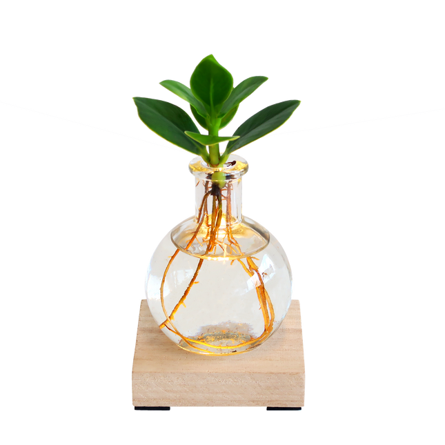 Clusia Rosea in Vase mit LED-Lampe – Leuchtende Pflanze – Dekoratives Pflanzen-Set mit Holzbrett – Originelles Geschenk für jeden Anlass