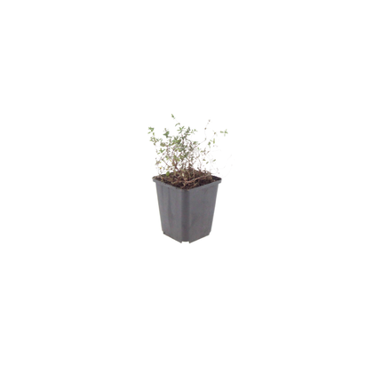 Thymus vulgaris Gartenthymian – 24 Pflanzen – Ø9cm – Höhe 10-25cm – Winterhartes Küchenkraut