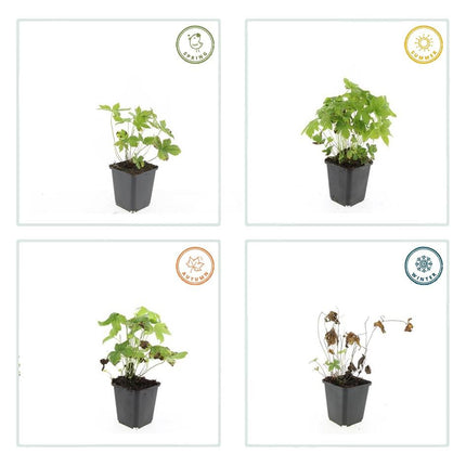 Knotiger Storchschnabel Geranium nodosum – ↕10-25cm – Ø9cm – 6 Pflanzen – Winterharte Staude & Bodendecker – Tiefpurpurne Blüten