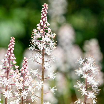 Tiarella cordifolia – 60 Pflanzen – Ø9cm – Höhe 10-25cm – Winterharte Schattenstaude – Weiße Blüten – Bodendecker für Gehölzrand, Beet & Waldgarten