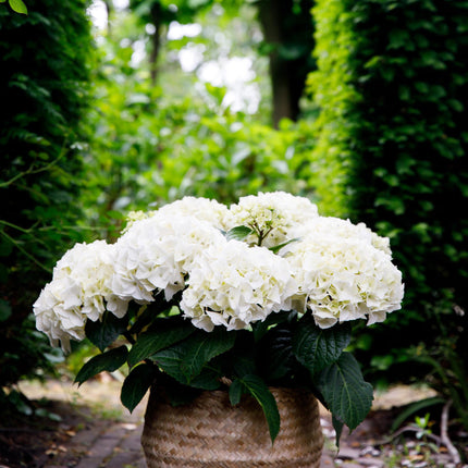 Hydrangea Forever & Ever Weiß – Hortensie Ø23cm – ↕55cm – 2 Pflanzen – Winterhart & reichblühend – Balkon & Garten – 7-12 Blüten