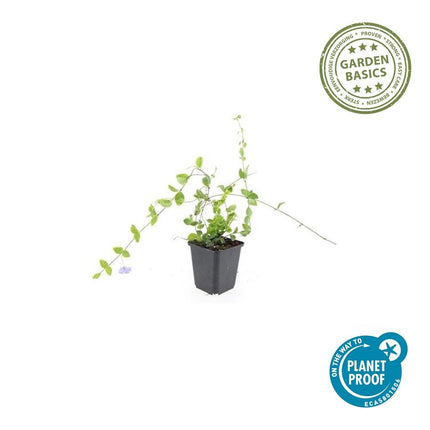 Kleinblättriges Immergrün Vinca minor 'Blue and Gold' – ↨10-25 cm, Ø9 cm – Immergrüner Bodendecker mit goldgelben Blättern & blau-lila Blüten – 60 Pflanzen