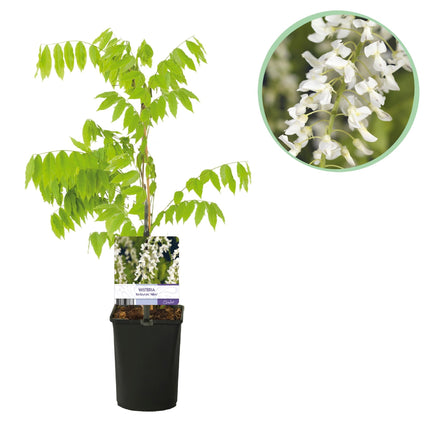 Blauregen Wisteria floribunda Alba – Weiße Blüten – 11 cm x H40 cm – Duftende Kletterpflanze – Für Pergolen, Zäune & Wände