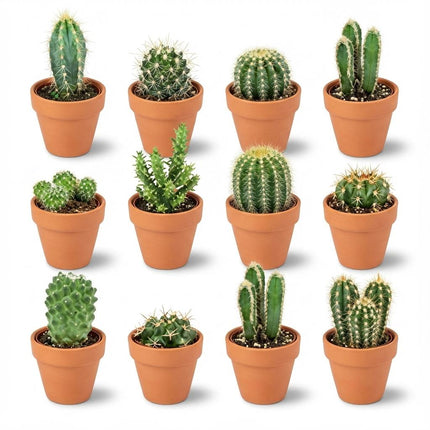 Mini Kakteen Mix – 12 Pflanzen – Ø8,1cm Terrakottatöpfe – Höhe 5-10cm – Pflegeleichte Zimmerpflanzen – Kakteen Set für Fensterbank Büro & Wohnraum