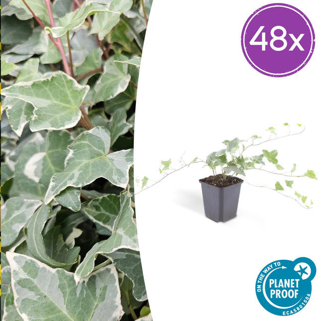 Hedera helix 'Glacier' – Bunter Efeu – 48 Pflanzen – ↕10-25cm – Ø9cm – Immergrüner Kletter – & Bodendecker – Pflegeleicht & schnittverträglich