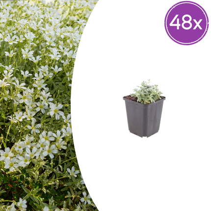 Filziges Hornkraut Cerastium tomentosum – 48 Pflanzen – 10-25cm – Ø9cm – Winterharte Bodendecker Staude mit weißen Blüten