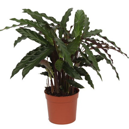 Calathea Elgergrass – Korbmarante – Zimmerpflanze 35cm hoch – Ø12cm – Schmale gewellte Blätter – Pflegeleicht & luftreinigend – Ideal für Bad, Küche & Wohnraum