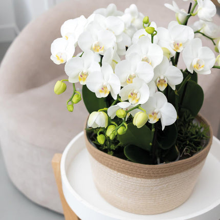 Weißes Pflanzenset im Baumwollkorb – 3 Orchideen Amabilis Ø9cm & 3 Grünpflanzen – Mit autarkem Wassertank & Dochtsystem – Pflegeleicht & dekorativ