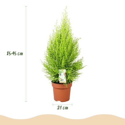 Cupressus Gold Crest Wilma Zimmerpflanze Mit Grauem Topf Ø21cm Höhe ca.85-95cm Zimmerkonifere Pflegeleicht Grünpflanze für Zimmer & Büro & Innenraum