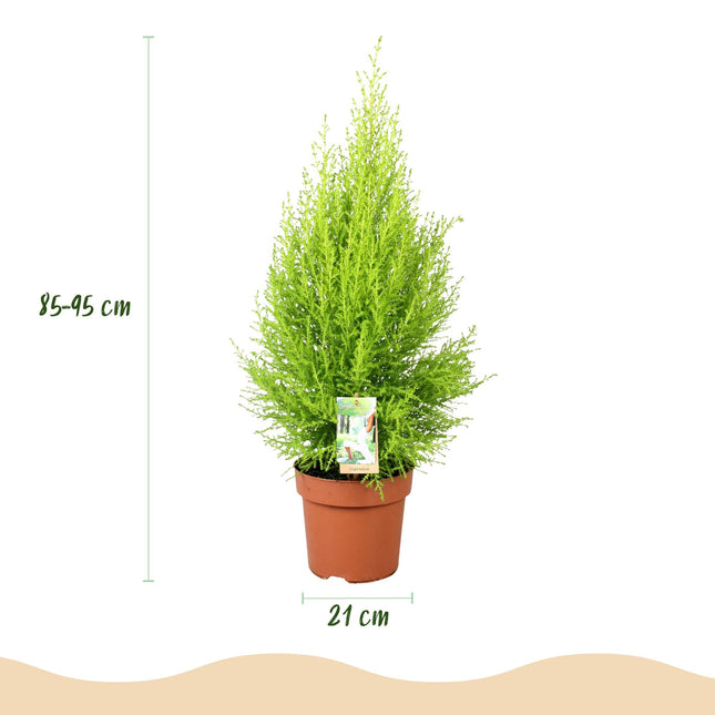 Cupressus Gold Crest Wilma Zimmerpflanze Mit Grauem Topf Ø21cm Höhe ca.85-95cm Zimmerkonifere Pflegeleicht Grünpflanze für Zimmer & Büro & Innenraum