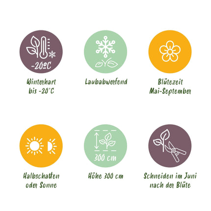 Kletterpflanze Clematis Rainbow – Mehrfarbige Blüten Rosa Weiß Lila Rot – Wenig Pflege – 4 Pflanzen – 11 cm Höhe 40 cm – Für Garten, Balkon & Pergolen