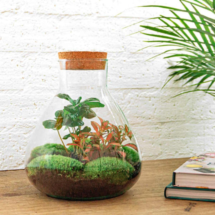 Flaschengarten Sammie Coffea – DIY Bausatz Terrarium – ↕26cm – Do-It-Yourself Pflanzen-Set mit Korkdeckel – Autarkes Mini-Ökosystem – Inkl. Coffea Arabica, Fittonia & Moos – Für Zuhause & Büro