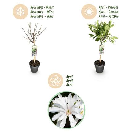 Sternmagnolie Magnolia stellata – 19cm Höhe ca.90cm – Weiß blühend – Laubabwerfend & winterhart – Elegante Magnolie für Beet Balkon Terrasse