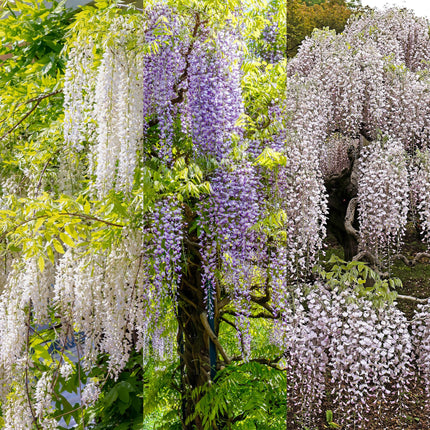 Blauregen Wisteria floribunda Tricolour – Blau, Rosa & Weiß – 3 Pflanzen – 11 cm x H40 cm – Duftend & Kletterpflanze – Für Pergolen, Zäune & Wände
