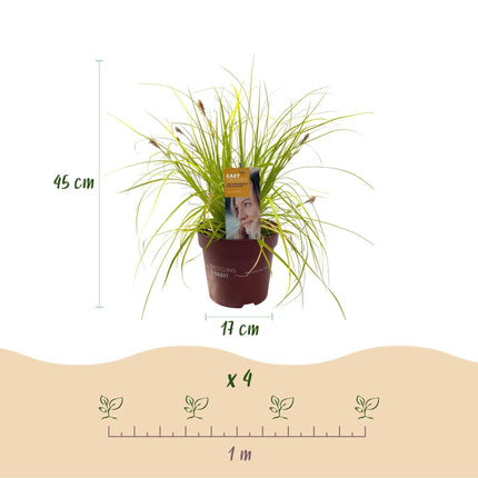 Japansegge Carex oshimensis Everillo – Immergrünes Ziergras – Gelbe Blätter – 4 Pflanzen – Pflegeleicht – Ø17 cm – Höhe ca. 50 cm