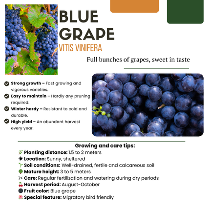 Bio Weintraube – Vitis vinifera – Ø13 cm – ↨20 cm – 6 Pflanzen – Biologische Weinpflanzen für Garten, Balkon & Terrasse – Selbstgezogen, Frostbeständig