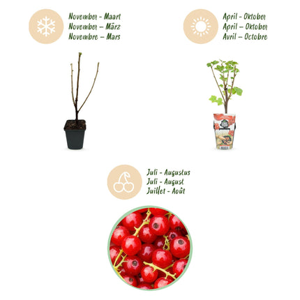 Rote Johannisbeere Ribes rubrum Jonkheer van Tets winterhart 3 Pflanzen Ø9cm Höhe30cm – Ertragreiche Johannisbeerpflanze für Garten Balkon & Terrasse