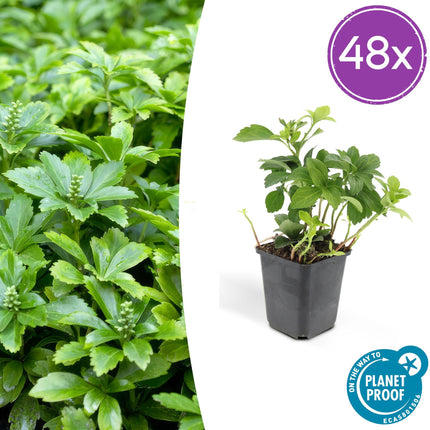 Pachysandra terminalis 'Green Carpet' – immergrüner Bodendecker – 48 Pflanzen – weiße Blüten – Ø9cm – ↕10-25cm – schattenverträglich – pflegeleicht