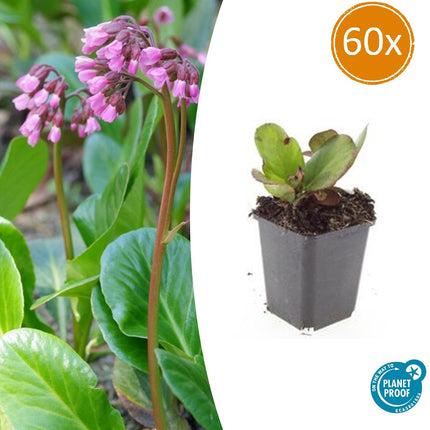 Bergenie – Bergenia cordifolia 'Herbstblüte' – ↕10-25cm – Ø9cm – 60 Pflanzen – immergrün & winterhart
