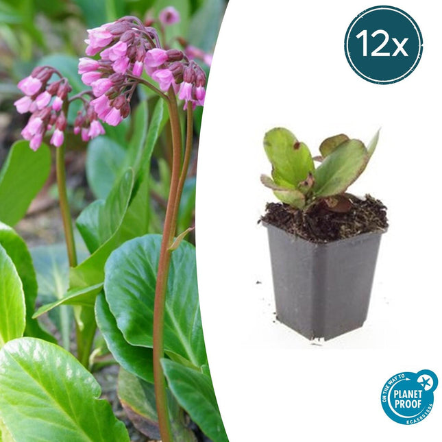Bergenie – Bergenia cordifolia 'Herbstblüte' – ↕10-25cm – Ø9cm – 12 Pflanzen – immergrüner Bodendecker